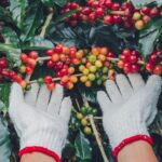 Kawa z wysokich upraw – dlaczego jest lepsza?